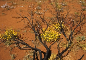 14australia