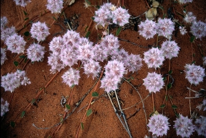 17australia