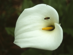 25australia