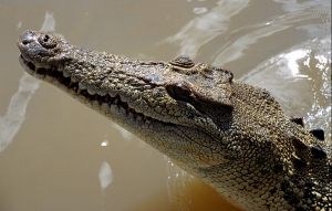 51australia