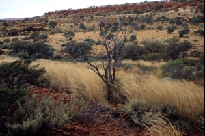 55australia
