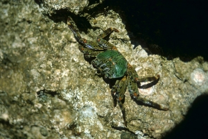 58australia