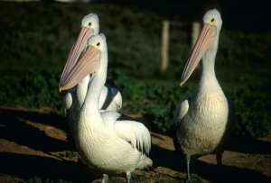 62australia