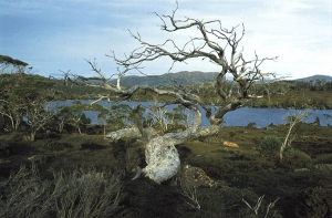 66australia